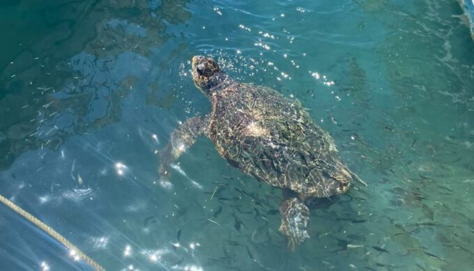 Zakynthos: Turtle Island, Cameo and Keri Caves + Transport - Transportation and Pickup