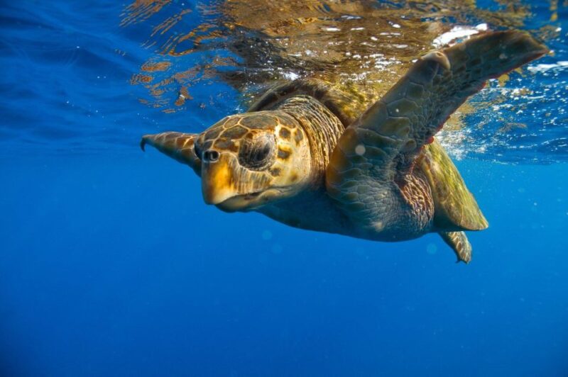 Zakynthos: Turtle Island Cruise With Swimming Stop - Key Points