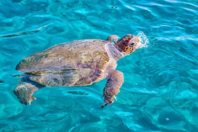 Zakynthos: Turtle Island Cruise With Swimming Stop - Inclusions and Exclusions