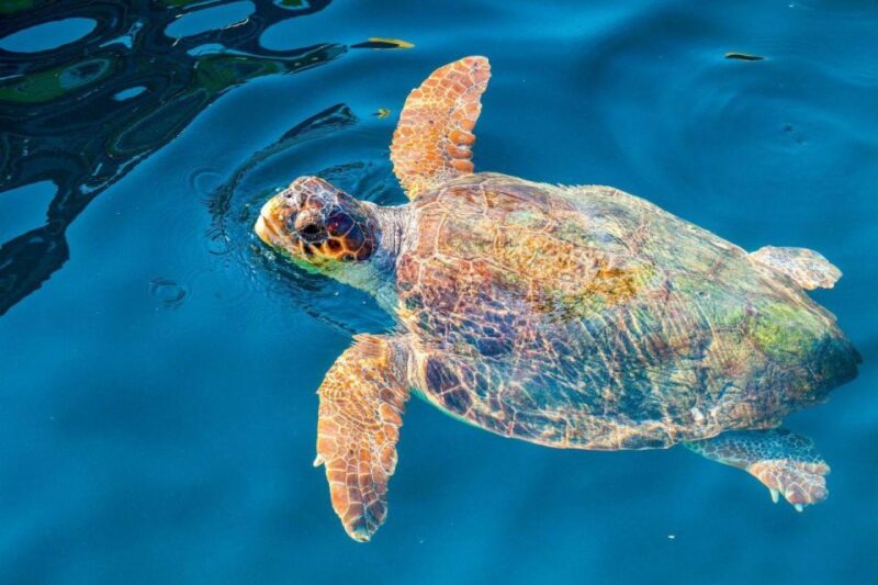 Zakynthos: Turtle Island & Keri Caves Glass-Bottom Boat Tour - Starting Locations