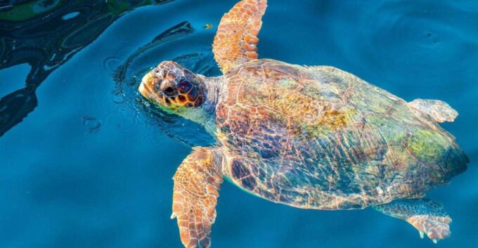 Zakynthos: Turtle Island & Keri Caves Glass-Bottom Boat Tour - Final Swim Stop