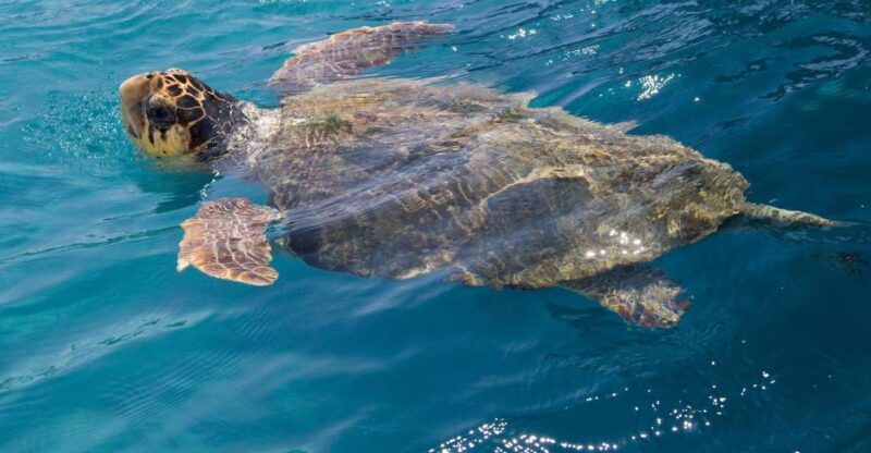 Zakynthos: Turtle Spotting Cruise on a Glass-Bottom Boat - Included Services