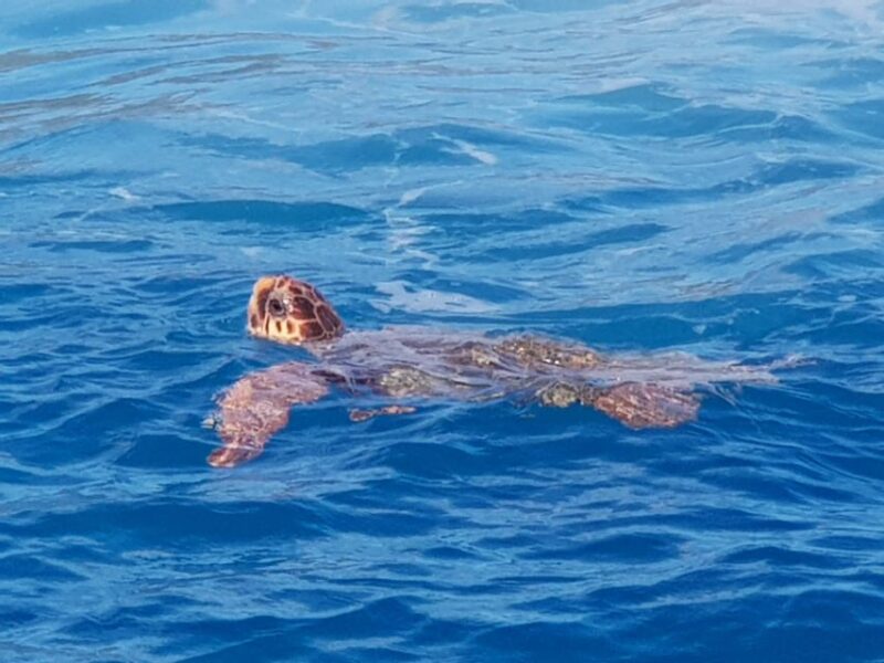 Zakynthos: Turtle Spotting Cruise on a Glass-Bottom Boat - Important Information