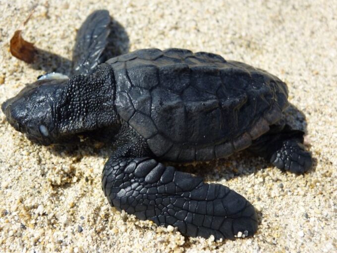 Zakynthos: Turtle Spotting Cruise on a Glass-Bottom Boat - Unique Experiences