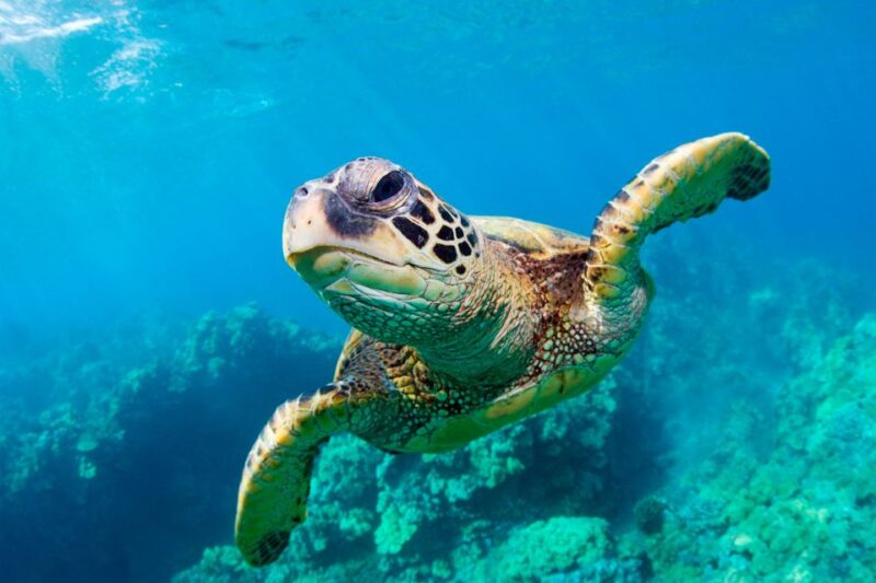 Zakynthos: Turtle Spotting, Marathonísi & Keri Caves Cruise - Key Points