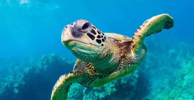 Zakynthos: Turtle Spotting, Marathonísi & Keri Caves Cruise - Turtle Species Spotting