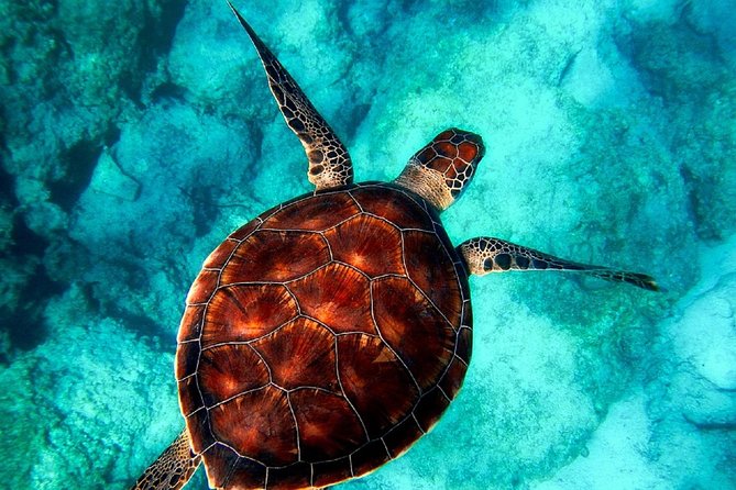Zakynthos Turtle Trip—Cameo Island, Keri Caves and Marathonisi - Customer Feedback and Experiences