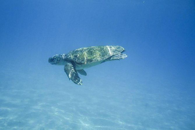 Zakynthos Turtle Trip—Cameo Island, Keri Caves and Marathonisi - Environmental Concerns