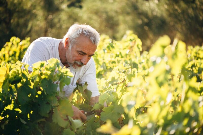 Zakynthos: Vineyard & Winery Tour With Local Winemaker - Customer Feedback