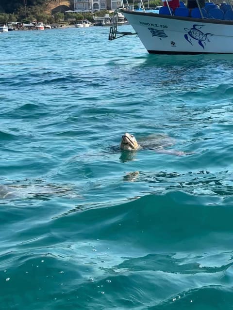 Zakynthos:Turtle Spotting,Marathonisi,Keri Caves&Myzithres - Key Stops