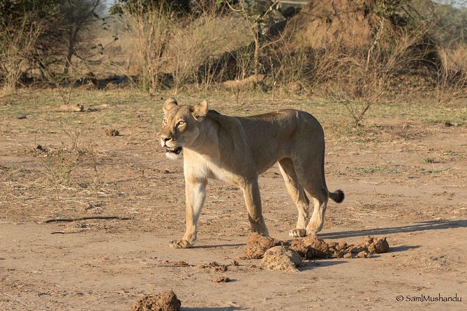 Zambezi National Park Game Drive AM /PM - Unforgettable Wildlife Encounters