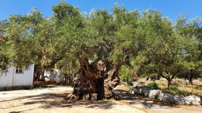 Zante: Island Highlights Tour With German Speaking Guide - Cancellation Policy and Tour Duration