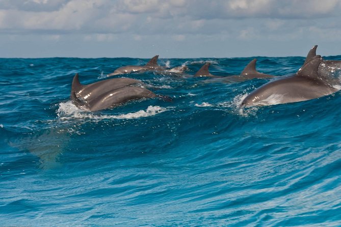 Zanzibar Dolphin Tour Unforgettable Experience! - Meeting and Pickup