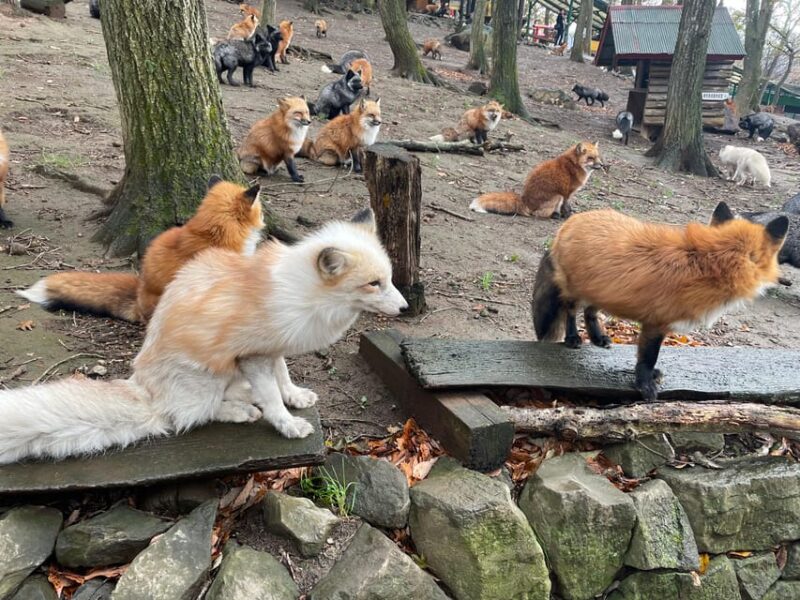 Zao Fox Village 1-Day Bus Tour With Strawberry Picking - Key Points
