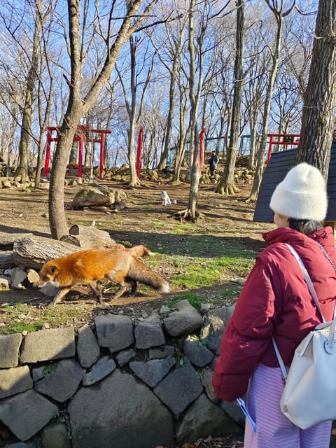 Zao Fox Village 1-Day Bus Tour With Strawberry Picking - Visiting Zao Fox Village