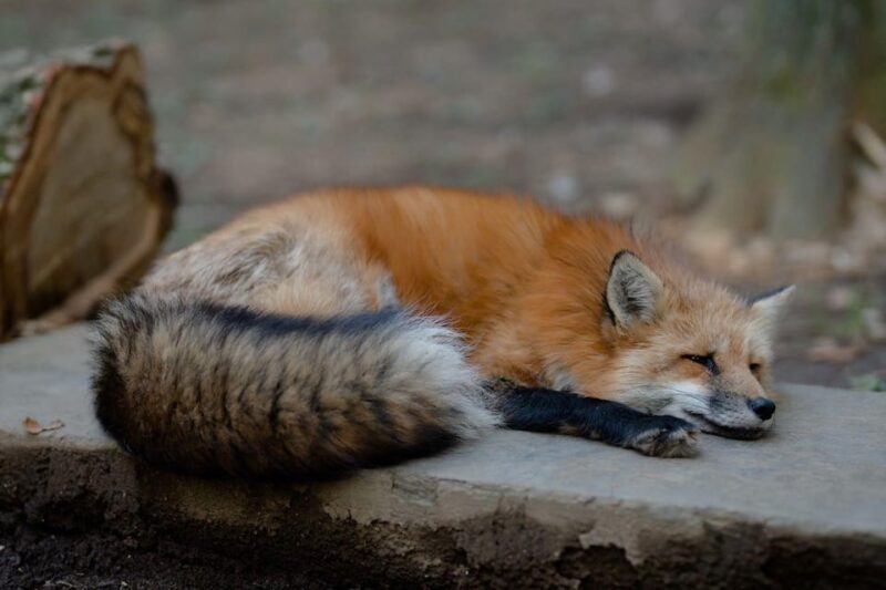 Zao Fox Village 1-Day Bus Tour With Strawberry Picking - Feeding and Interacting With Foxes