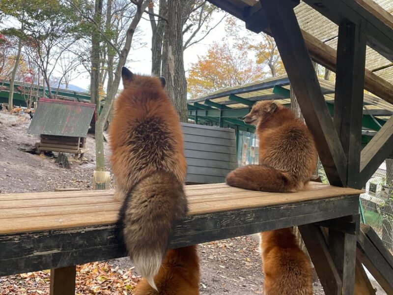 Zao Fox Village 1-Day Bus Tour With Strawberry Picking - Tour Inclusions and Exclusions
