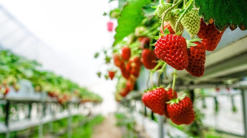 Zao Fox Village 1-Day Bus Tour With Strawberry Picking - Tour Schedule and Departure