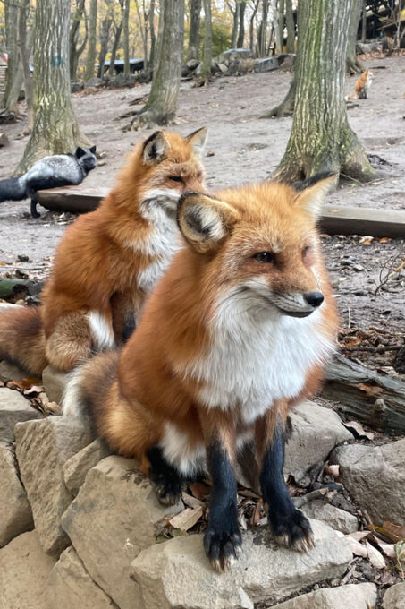 Zao Fox Village 1-Day Bus Tour With Strawberry Picking - Weather-Related Cancellations