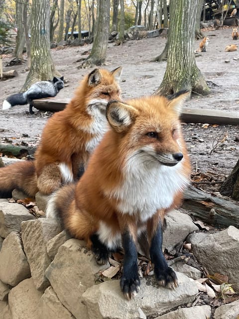 Zao Fox Village 1-Day Bus Tour With Strawberry Picking - Frequently Asked Questions