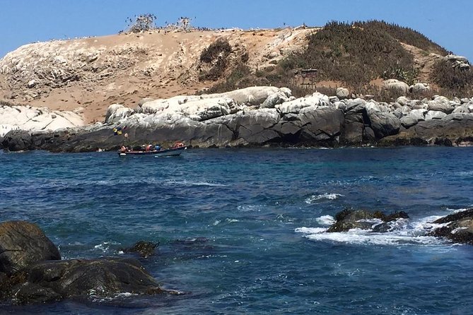 Zapallar Walking & Bird Watching Penguins & Lunch From Valparaiso - Isla Cachagua Penguin Viewing