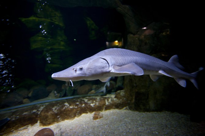 Zaragoza Aquarium Admission Ticket - Key Features of the Ticket