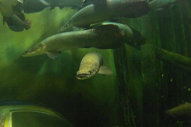 Zaragoza Aquarium Admission Ticket - Visitor Information