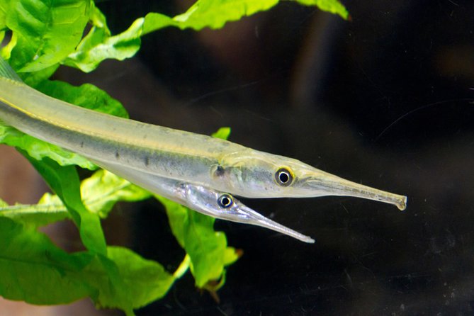 Zaragoza Aquarium Admission Ticket - Aquarium Exhibits and Attractions
