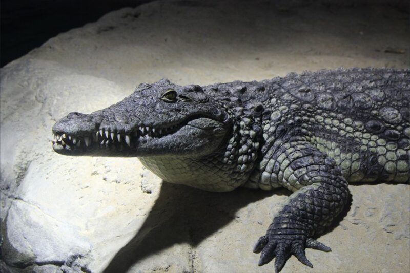 Zaragoza: Aquarium Entry Ticket - Guided Visits and Experiences