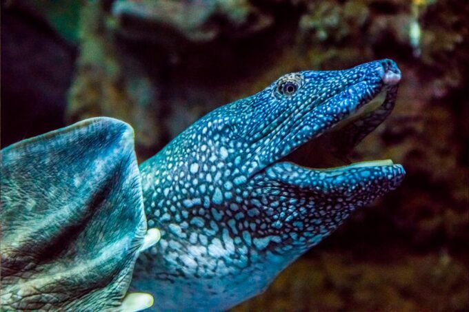 Zaragoza: Aquarium Entry Ticket - Zaragoza Aquarium Highlights