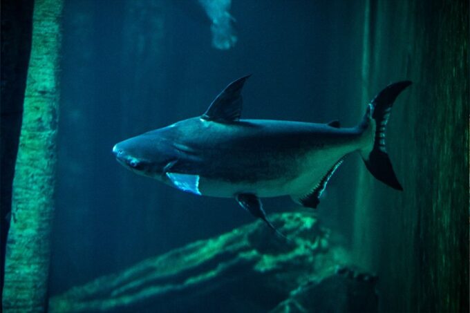 Zaragoza: Aquarium Entry Ticket - Plan Your Visit