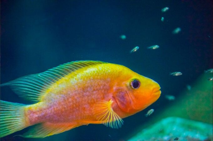 Zaragoza: Aquarium Entry Ticket - Frequently Asked Questions