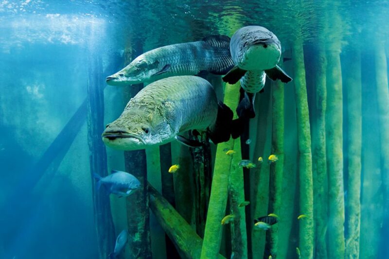 Zaragoza: Combo Amusement Park and Aquarium Entry Ticket - Key Points