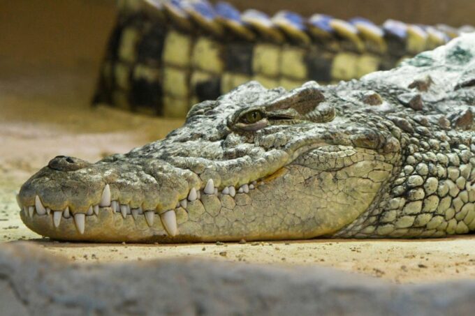 Zaragoza: Combo Amusement Park and Aquarium Entry Ticket - Amusement Park Features