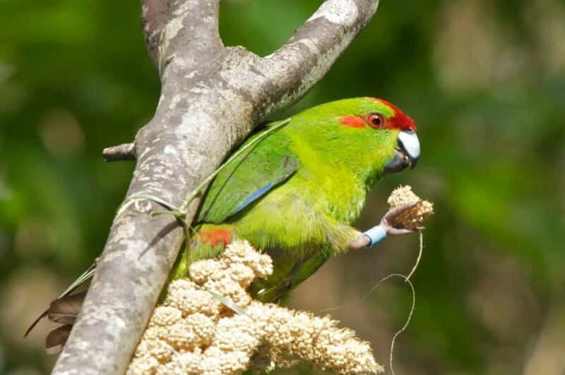 Zealandia by Day Tour - An Introduction to Zealandia: Why It Matters