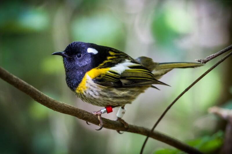 Zealandia by Day Tour - Key Points