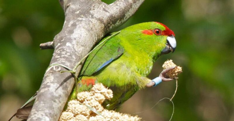 Zealandia by Day Tour - Location and Accessibility