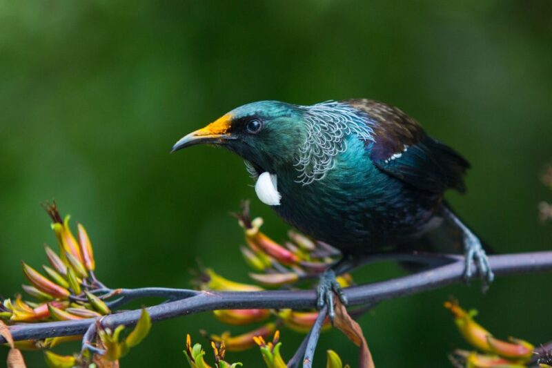 Zealandia by Day Tour - Visitor Feedback and Ratings
