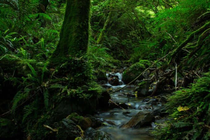 Zealandia by Day Tour - Getting to Zealandia