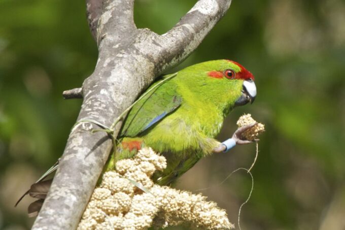 Zealandia by Day Tour - Packing and Preparation