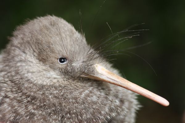 Zealandia by Night Tour - Experience Highlights