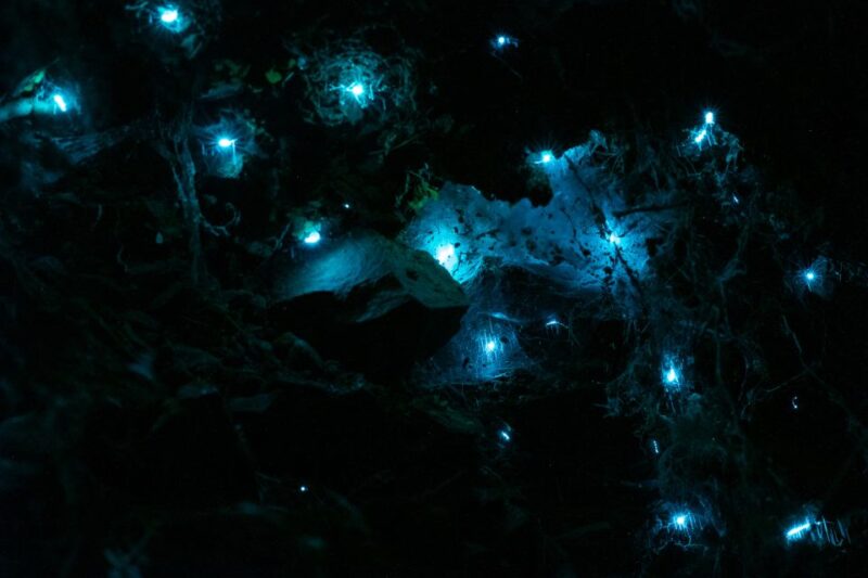 Zealandia by Night Tour - Inclusions and Restrictions