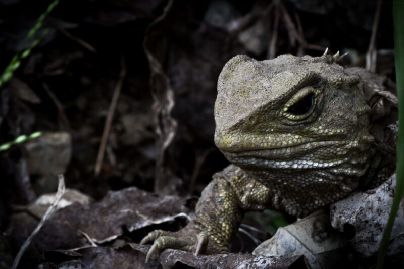 Zealandia by Night Tour - What to Bring and Not Allowed