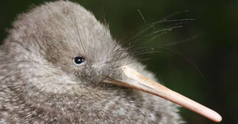 Zealandia by Night Tour - Customer Reviews and Ratings