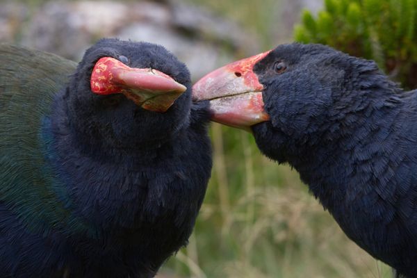 Zealandia by Night Tour - Natural History and Maori Significance