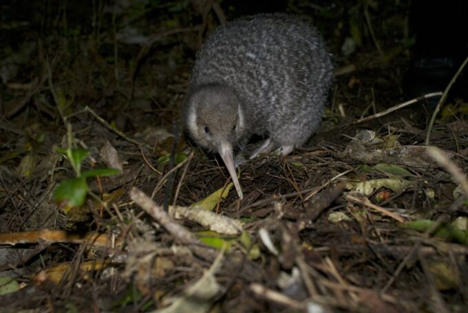 Zealandia by Night Tour - Transportation and Cancellation Policy