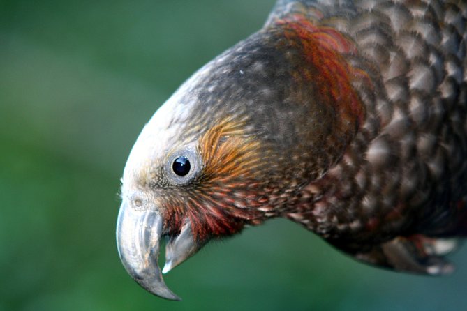 Zealandia Small Group Eco Wildlife Night Tour - Accessibility and Requirements