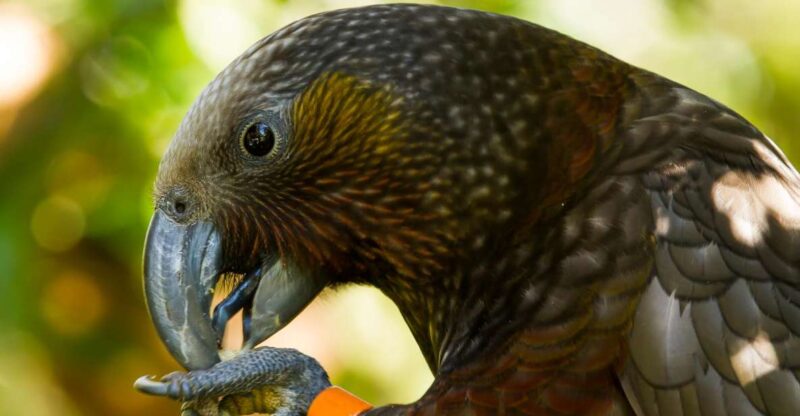 Zealandia Twilight Ecosanctuary Tour - Key Points