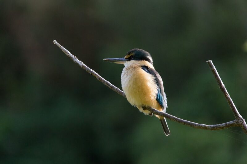 Zealandia Twilight Ecosanctuary Tour - Experience Highlights