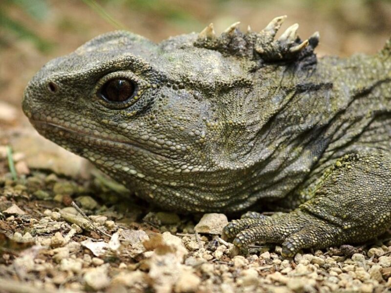 Zealandia Twilight Ecosanctuary Tour - What to Bring and Not Allowed